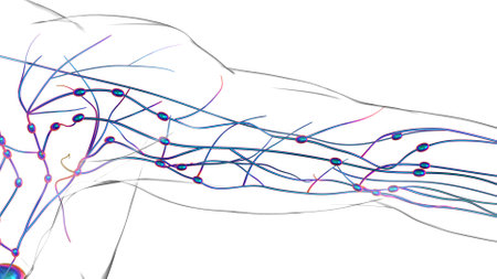 Human lymph nodes anatomy for medical concept 3D illustrationの写真素材