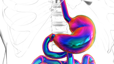 Stomach Anatomy Human Digestive System For Medical Concept 3D Illustrationの写真素材