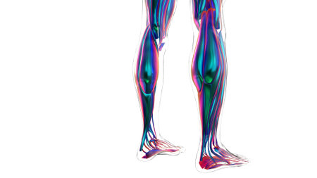 3D Illustration, Muscle is a soft tissue, Muscle cells contain proteins , producing a contraction that changes both the length and the shape of the cell. Muscles function to produce force and motion.の写真素材