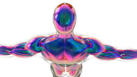 3D Illustration, Muscle is a soft tissue, Muscle cells contain proteins , producing a contraction that changes both the length and the shape of the cell. Muscles function to produce force and motion.の写真素材