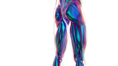 3D Illustration, Muscle is a soft tissue, Muscle cells contain proteins , producing a contraction that changes both the length and the shape of the cell. Muscles function to produce force and motion.の写真素材