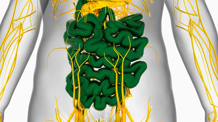 Small intestine Human Digestive System For Medical Concept 3D Illustration