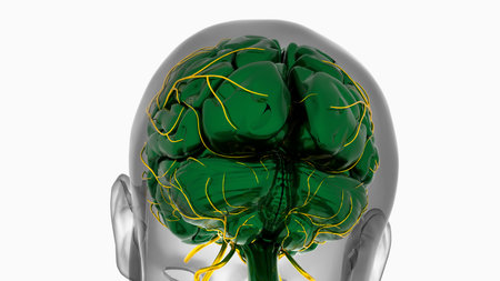 Human brain anatomy for medical concept 3D illustrationの写真素材