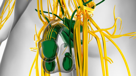 Male Reproductive System Anatomy For Medical Concept 3D Illustrationの写真素材