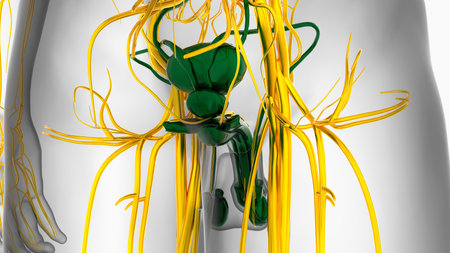 Male Reproductive System Anatomy For Medical Concept 3D Illustrationの写真素材