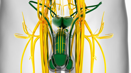 Male Reproductive System Anatomy For Medical Concept 3D Illustrationの写真素材
