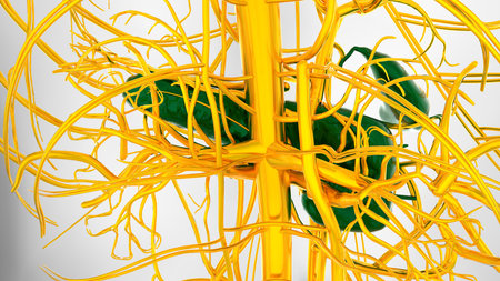Human Digestive System Pancreas and Gall Bladder Anatomy For Medical Concept 3D Illustrationの写真素材