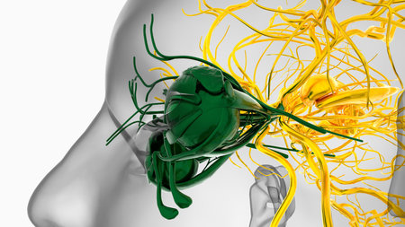 Human eye anatomy for medical concept 3D illustrationの写真素材