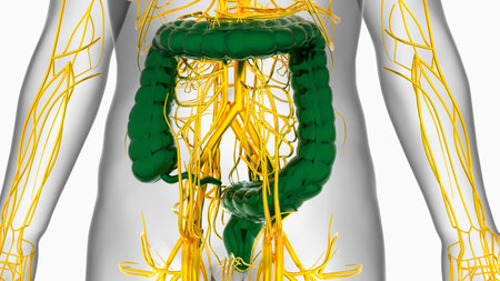 3D Illustration Human Digestive System Anatomy (Large Intestine) For Medical Conceptの写真素材
