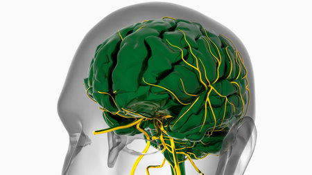 Human brain anatomy for medical concept 3D illustrationの写真素材
