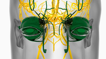 Human eye anatomy for medical concept 3D illustrationの写真素材