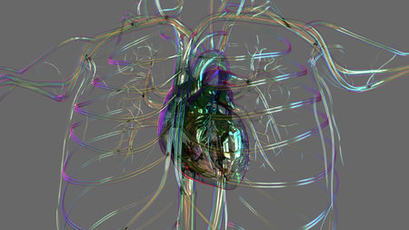 Human heart anatomy for medical concept 3D illustrationの写真素材