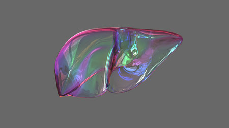 Human Anatomy internal organs liver anatomy For medical concept 3D Illustrationの写真素材