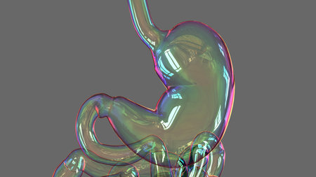 Human stomach anatomy for medical concept 3D illustrationの写真素材