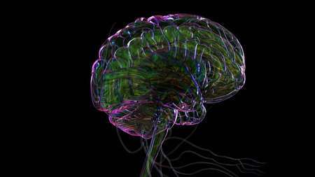 3D Illustration Human Brain Anatomy With Nervous System For Medical Concept