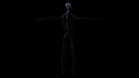 3D Illustration Human Brain Anatomy With Nervous System For Medical Conceptの写真素材