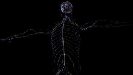 3D Illustration Human Brain Anatomy With Nervous System For Medical Conceptの写真素材