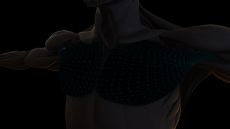 3D Illustration, Muscle is a soft tissue, Muscle cells contain proteins , producing a contraction that changes both the length and the shape of the cell. Muscles function to produce force and motion.の写真素材