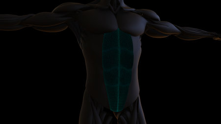 3D Illustration, Muscle is a soft tissue, Muscle cells contain proteins , producing a contraction that changes both the length and the shape of the cell. Muscles function to produce force and motion.の写真素材