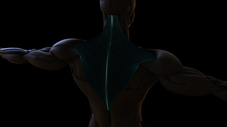 3D Illustration, Muscle is a soft tissue, Muscle cells contain proteins , producing a contraction...