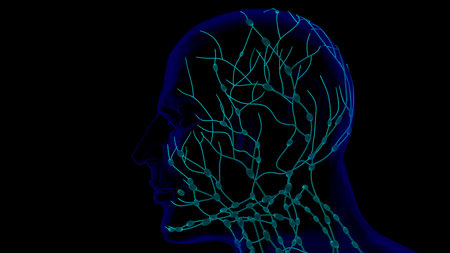 Human lymph nodes anatomy for medical concept 3D illustrationの写真素材