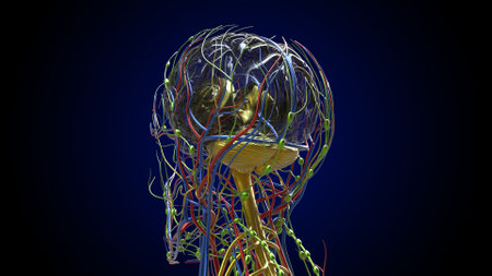 Human brain anatomy for medical concept 3D illustrationの写真素材