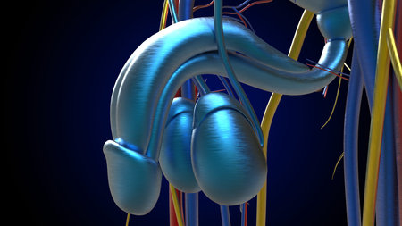 Male Reproductive System Anatomy For Medical Concept 3D Illustration
