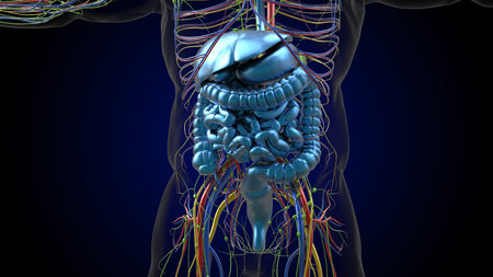 Human digestive system anatomy for medical concept 3D illustration