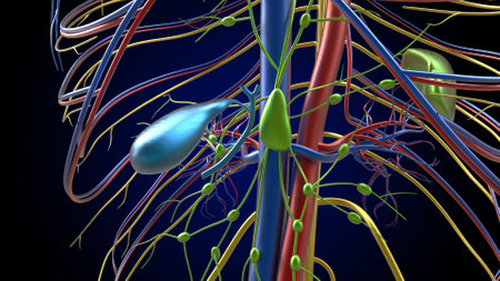 Gall Bladder Human Digestive System Anatomy For Medical Concept 3D Illustrationの写真素材