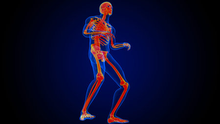 Human skeleton anatomy for medical concept 3D illustration