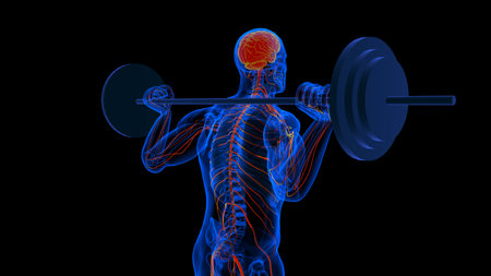 Human brain spinal cord with central nervous system anatomy for medical concept 3D illustrationの写真素材