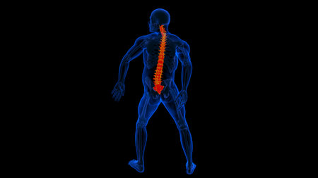 Human Skeleton Vertebral Column Vertebrae Anatomy 3D Illustrationの写真素材