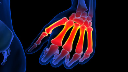 Metacarpal bone pain anatomy for medical concept 3D illustrationの写真素材