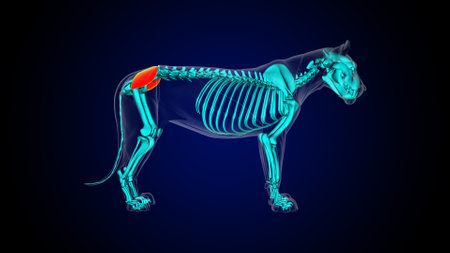 Gluteus medius muscle anatomy for medical concept 3D illustrationの写真素材