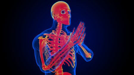 Human skeleton anatomy for medical concept 3D illustrationの写真素材