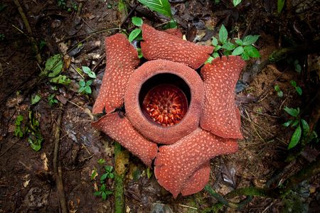 Rafflesia plant. The world's largest flower. A meter in diameterの写真素材