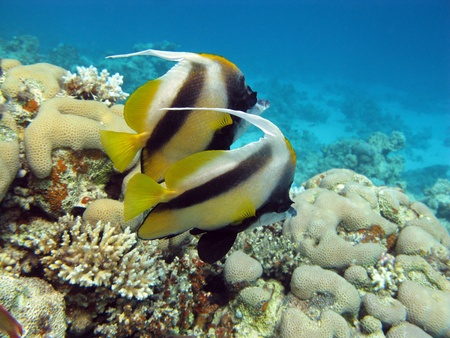  coral reef with butterflyfishesの写真素材