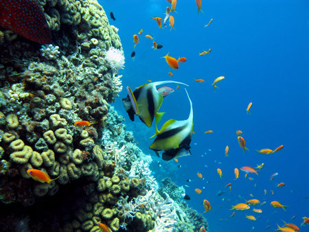 coral reef with butterflyfishes