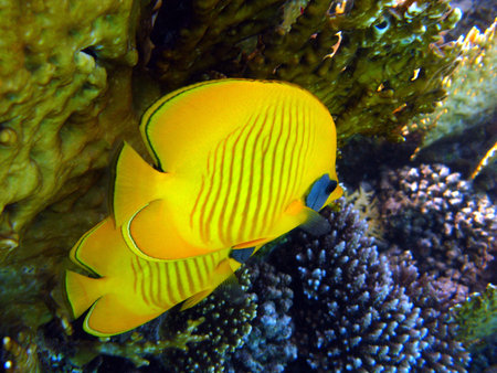 Butterflyfish on the coral reefの写真素材
