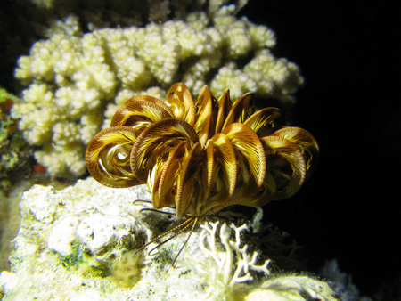 coral reef with sea liliesの写真素材