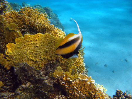 coral reef with fire coral and butterflyfish