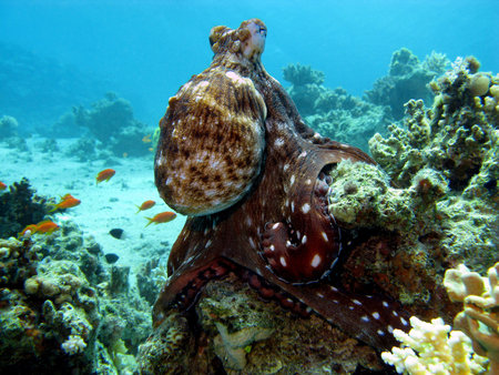 coral reef with octopus