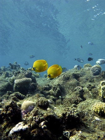 coral reef with exotic fishesの写真素材