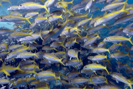 shoal of yellowfin goatfishes in red seaの写真素材