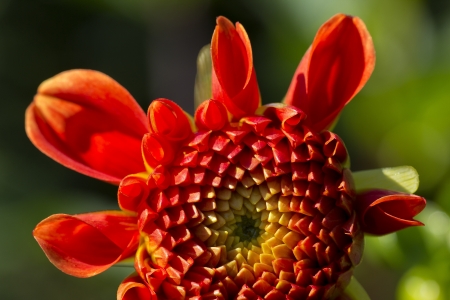 red aster in the garden on green background-macroの写真素材