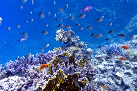 coral reef on the bottom of red sea  with hard, fire corals and exotic fishes の写真素材