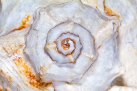 isolated great skeleton of sea shell- macroの写真素材