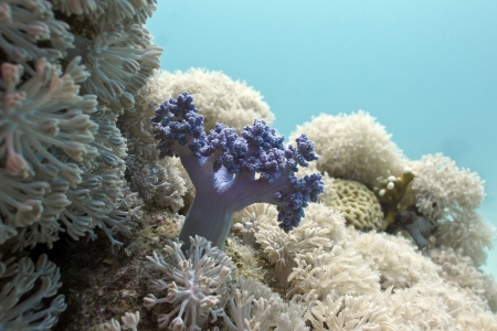 coral reef with soft corals at the bottom of tropical seaの写真素材
