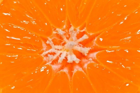 isolated half of mandarin with white middle - closeupの写真素材