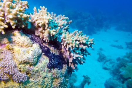 coral reef with soft coral at the bottom of tropical seaの写真素材